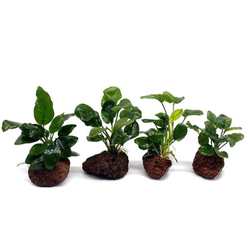 Volcanic Aquarium Decoration F - Marine Aquarium Hobby recension och pris