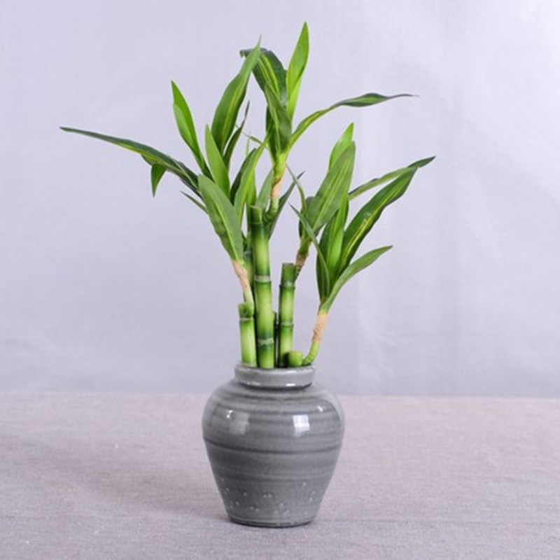 New 40cm rFtificial Lucky Bamb - Aquarium Marine Plants recension och pris